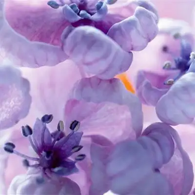 女人转运头像图片