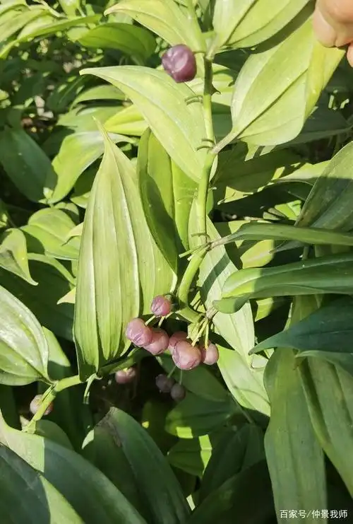 峨眉山野生药材系列——玉竹