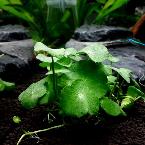 迷你香菇草鱼缸造景 水陆缸造景水草活体植物前景草懒人草缸装饰