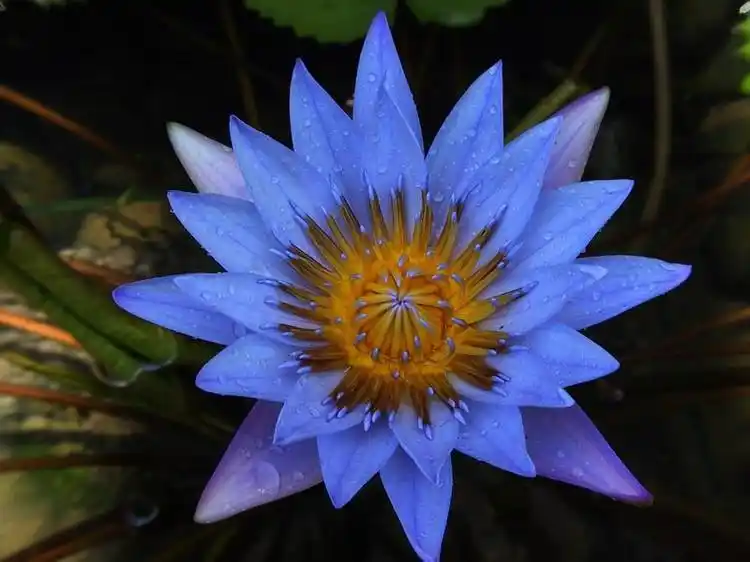 世界上最珍贵的花——睡火莲