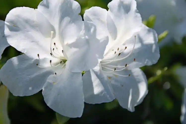 杜鹃花季映山红淡雅的白杜鹃却给你别样的清新
