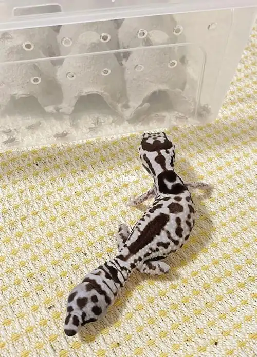 爱马仕肥尾守宫居家日常