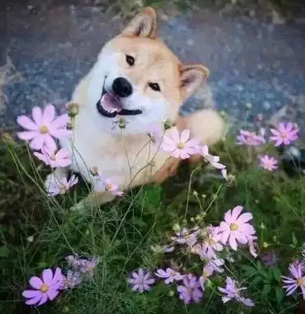 要像柴柴那么开心 -可爱图片-唯美图片大全