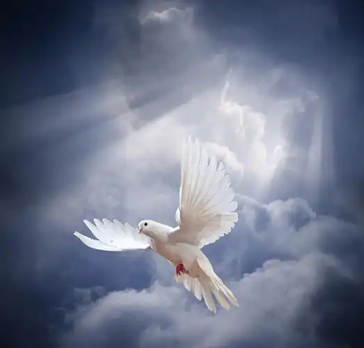 在天空上飞的白鸽鸽子用翅膀敞开前的太阳在空中