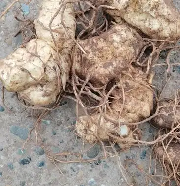 黄精种茎原装统货老块茎