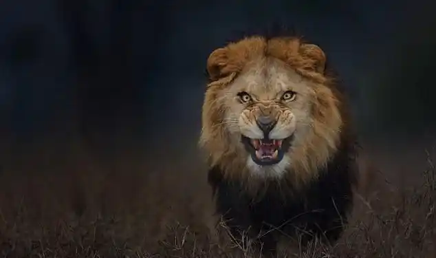 摄影师拍到狮子准备攻击的瞬间而目标正是自己