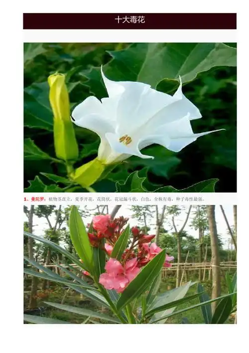 十大最毒的花_第1页