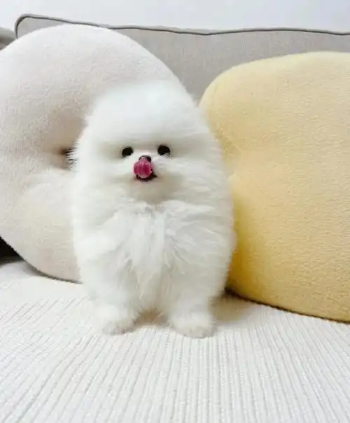 成本价出售博美幼犬坐标上海