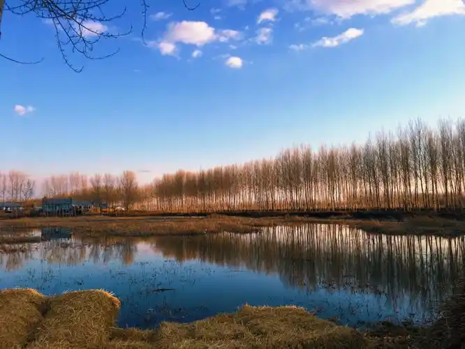每天有个好心情 不错过身边风景 村口小河边散步♀ 河里有芦苇
