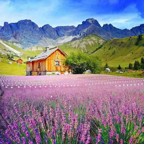 微信头像图片大全 微信花草植物头像