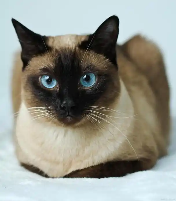 暹罗猫:优雅,聪明和具有活力的宠物猫