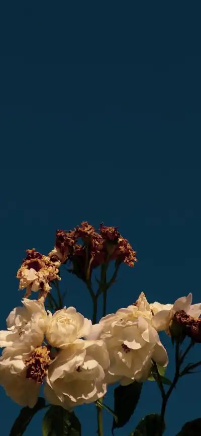 iphone12pro动态壁纸