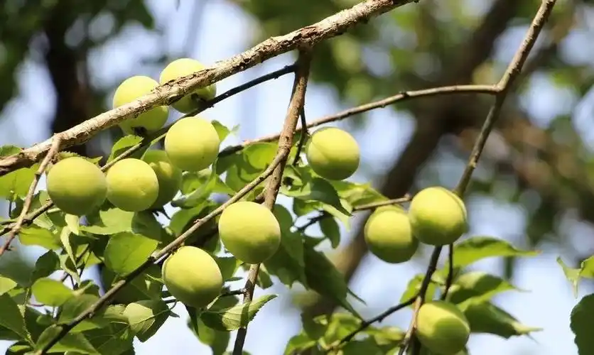 八寨沟景区气候温暖湿润,土层深厚肥沃,非常适合酸梅树的生长.