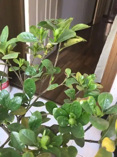 栀子黄叶掉叶,花苞枯萎,赶紧这样处理,花开不断!