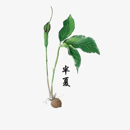 浅谈四川半夏种植管理技术