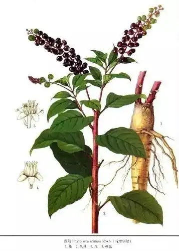 商陆【来源】本品为商陆科植物商陆phytolacca acinosa roxb.