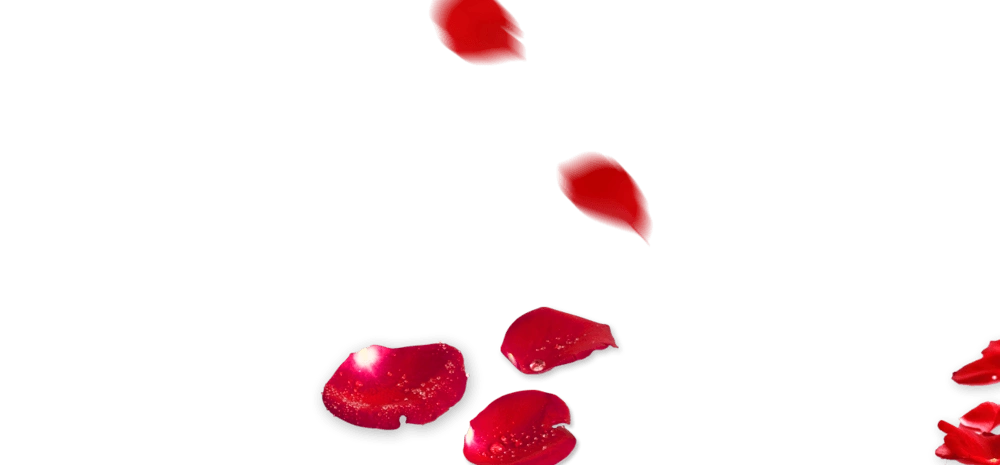 飘落的玫瑰花瓣图片大全
