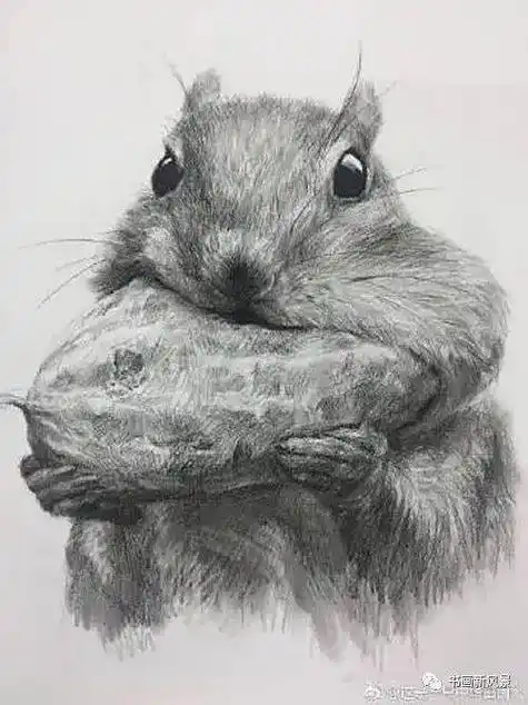 超可爱的一组动物素描画!