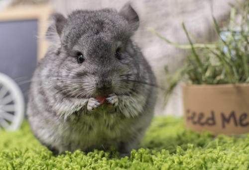 双耳耳钉后代圆脸安哥拉长毛标灰龙猫dd龙猫