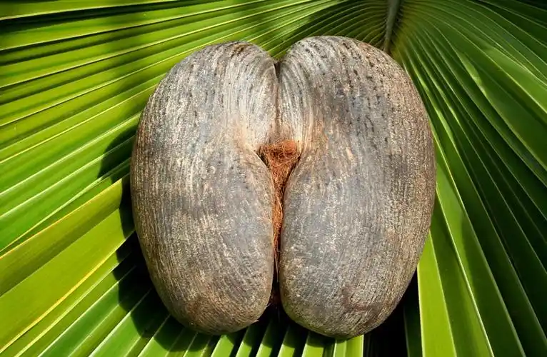 雌的椰子很大,很重,样子也有些像男女的某些器官之类的. 小贩为我们展