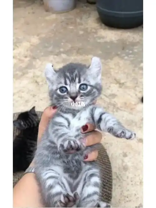 出售自家猫繁殖小美短和小蓝猫了同城自提