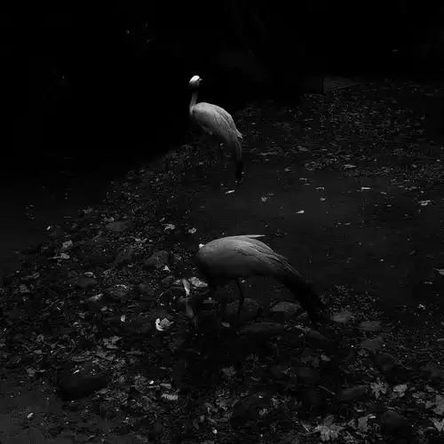 有哪些看起来阴暗压抑的头像或者图片