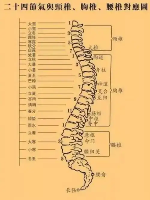 脊柱是中枢神经所在,也是督脉的路线.艾灸脊柱有双重的作用