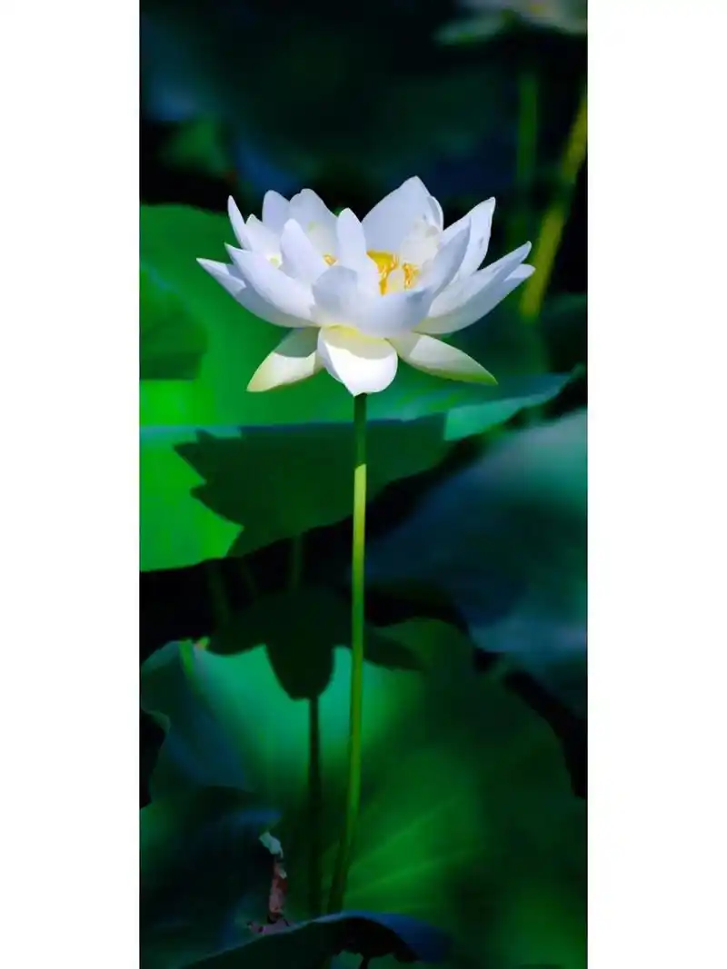 超美的莲花荷花壁纸护眼背景图锁屏壁纸手机