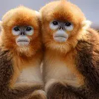 可爱的调皮猴子头像图片_微信头像图片大全