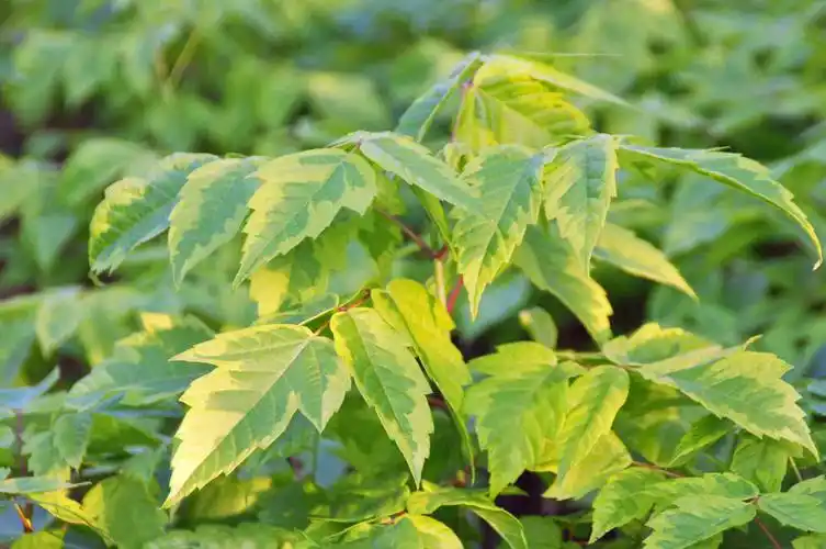花叶复叶槭价格 花叶复叶槭基地批发_彩叶乔木类 - 商丘市景致花木