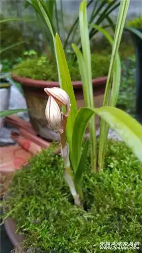 荷之冠,四川雅安开品完美-春兰篇-中国兰花交易网社区
