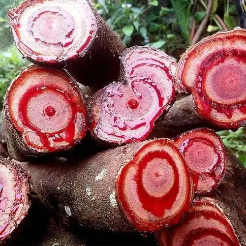 鸡血藤的功效与作用