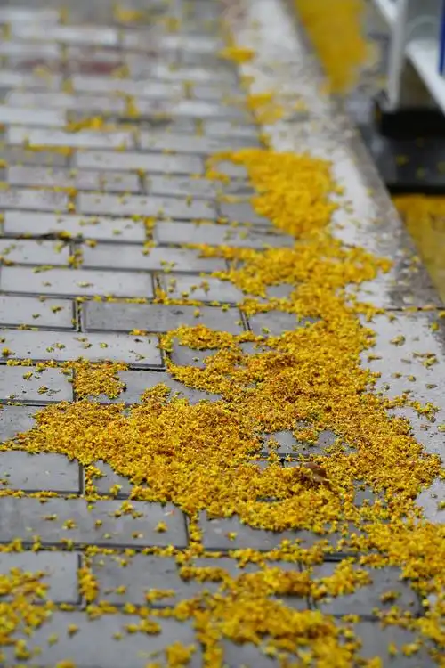 栾树落花 - 笑影映像 - 图虫