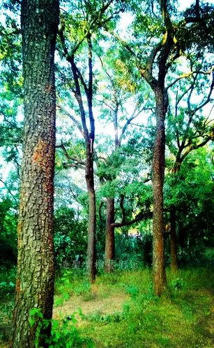 真正的紫檀树长什么样