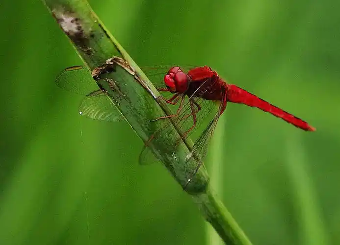 蜻蜓与蝴蝶 (共 5 p)