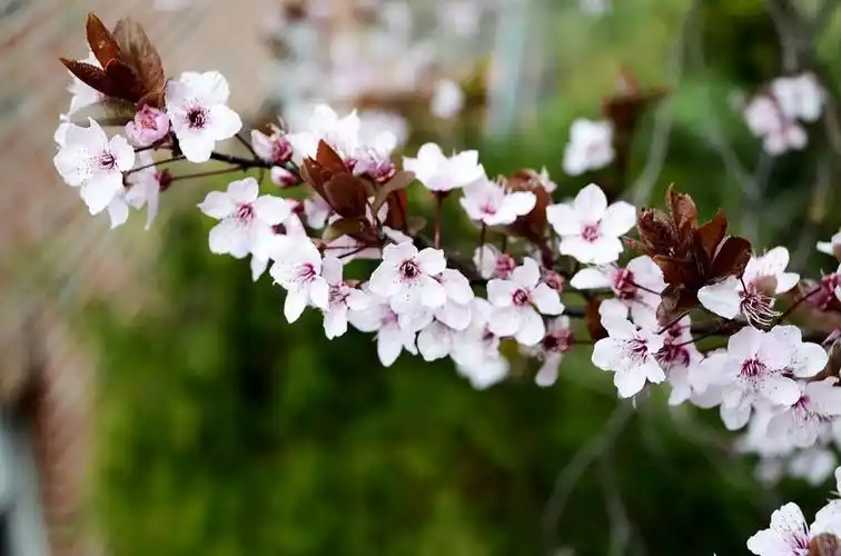 粉色的花,榉木,春天