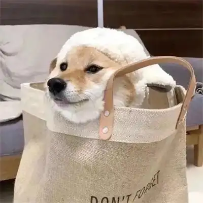 很适合用作微信头像的萌宠图片_动物头像_美头网