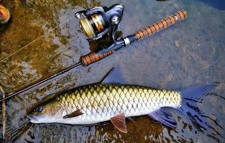 对于军鱼这种稀有的鱼类,估计如果大家不是平时爱钓鱼