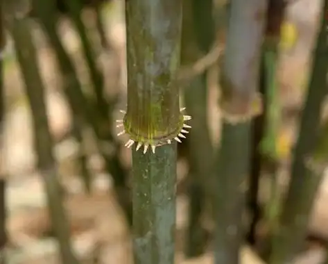 p>香竹(学名: i>chimonocalamus delicatus /i> hsueh et yi)是禾本