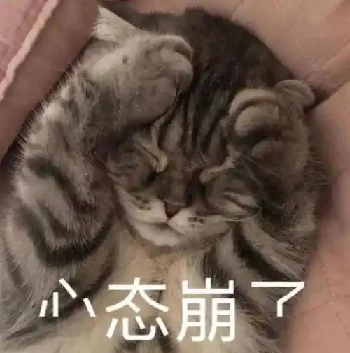 你是不是要攻击我了丨第925期喵表情包_侵权_网络_图片