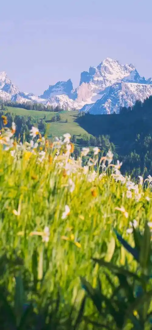 壁纸 花 桌面 690_1495 竖版 竖屏 手机