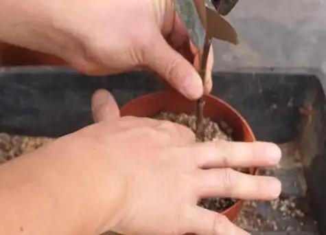 橡皮树几月份扦插最好