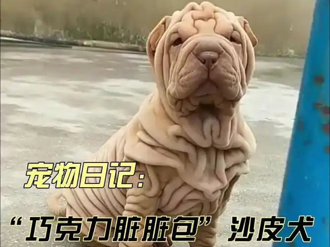 宠物日记:"巧克力脏脏包"沙皮犬