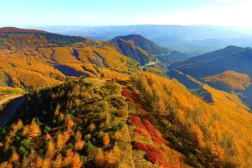 风景如画中山陵江苏每到秋季梧桐和银杏便惊艳了南京六朝古都又变回