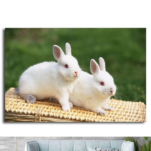 兔子海报小白兔灰兔儿童房可爱动物壁画早教图片装饰画墙贴画1047