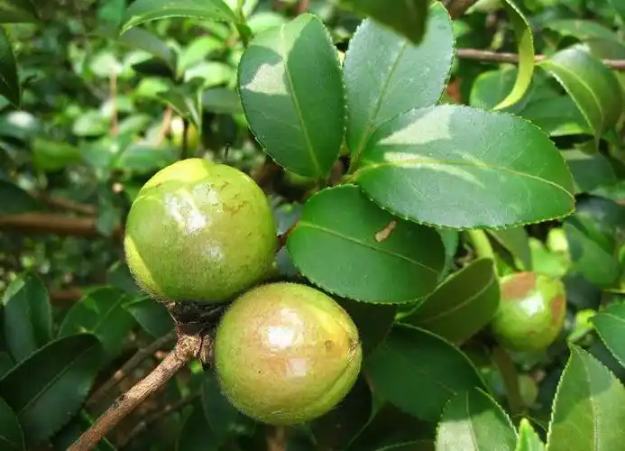我家青草药——山茶果