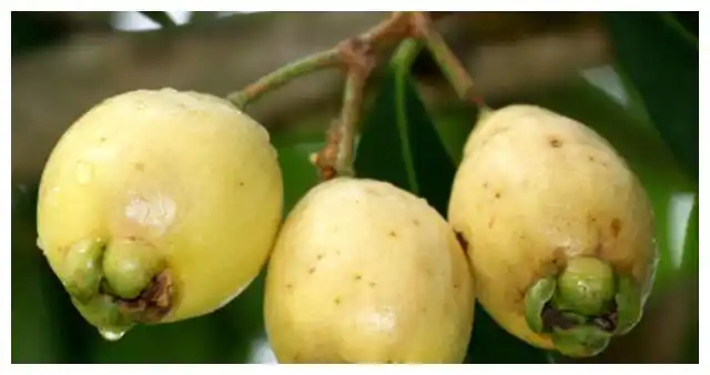 人称"铃铛果",只吃皮不吃肉,3月开花5月成熟,1斤卖18元