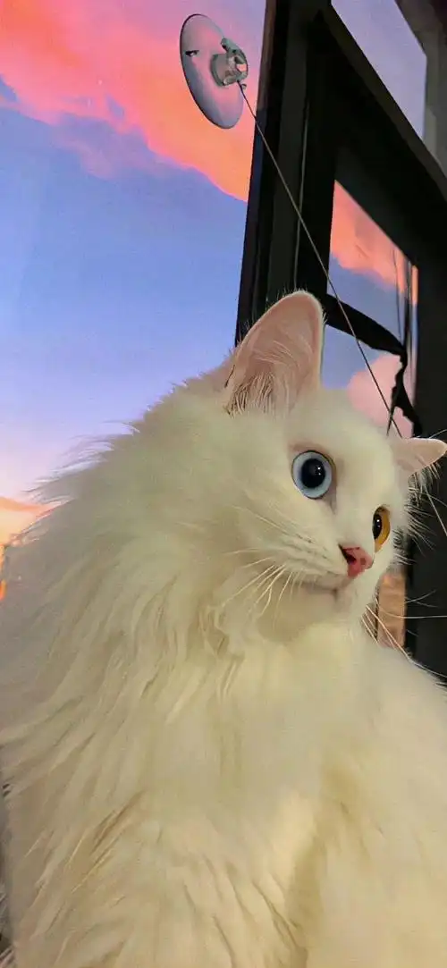 壁纸 动物 狗 狗狗 690_1494 竖版 竖屏 手机