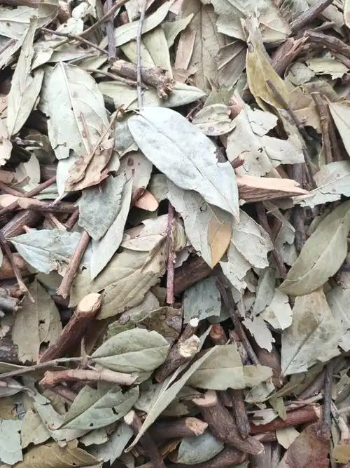 土黄柏的功效与作用