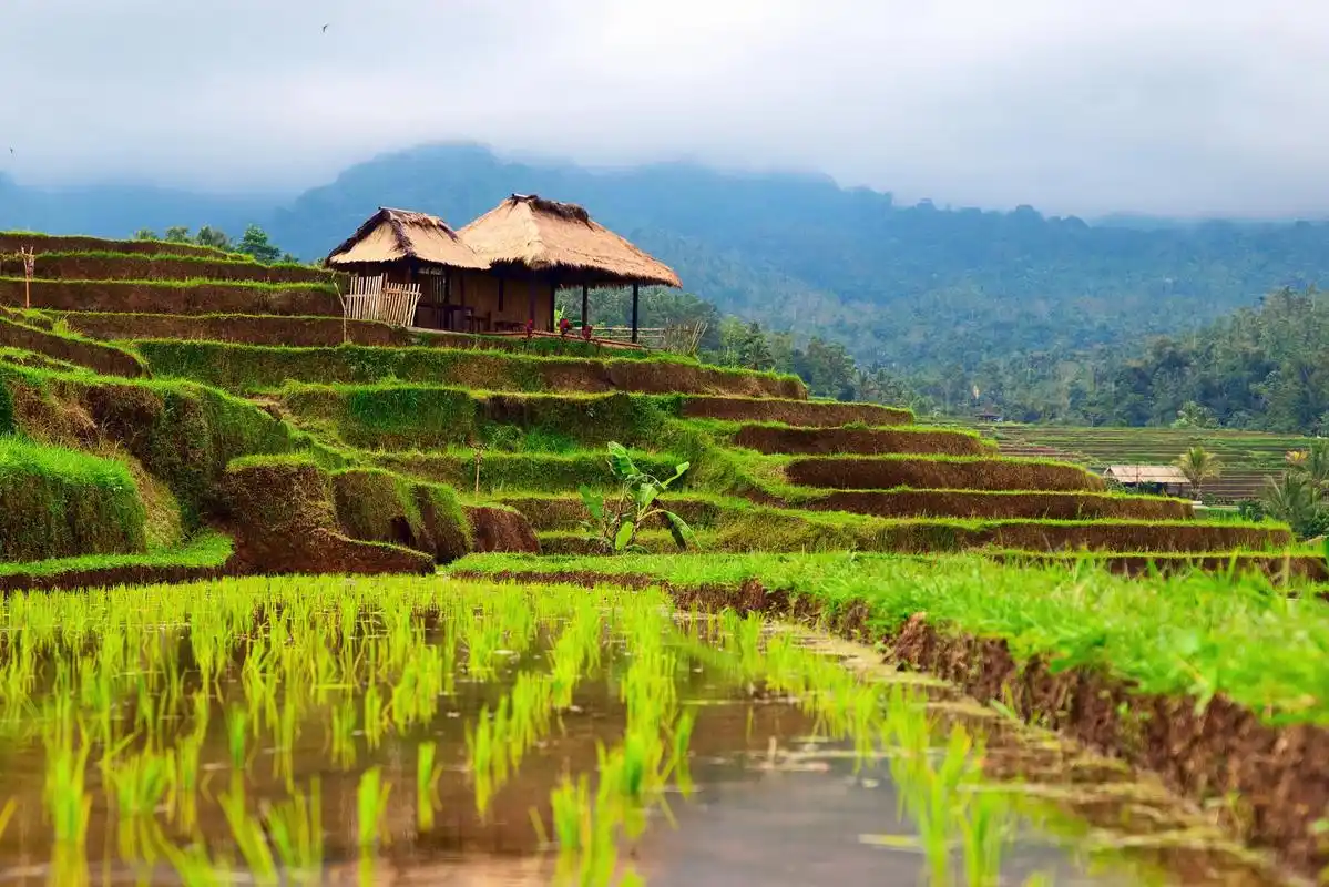 广东阳春马兰村:乡村魅力与田园风光的完美融合 身处广东阳春市的马兰